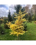 Larix kaempferi ’Magic Gold’